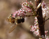 P4021843 Honey Bee