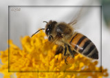 Honey Bee over Prickly Poppy