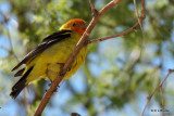 Western Tanager