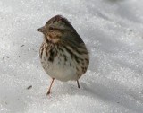 Song Sparrow in Central Park