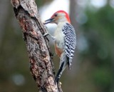 Red-bellied Woodpecker