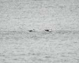Bonapartes Gull on left, Kittiwake on right