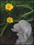 5/15/2011 ~ Stella DOra -Second photo ~This is a Very Common Daylily to which I have a lot of