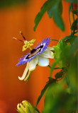 Passion Flower