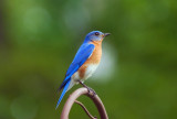 Male BB