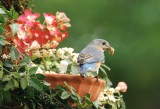 Female Bluebird