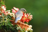 Female Bluebird