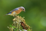 Female Bluebird