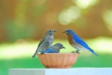 Bluebird Fledglings