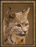 Bobcat : Arent I Cute?