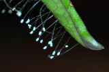 Eggs on Strands