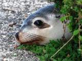 Sea Lion