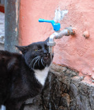 Il Gatto