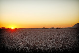 Cotton Field Sunset 1442.jpg