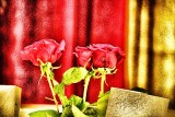 patient roses