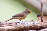 Northern Cardinal Female