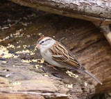 Chipping Sparrow