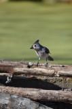 Tufted Titmouse