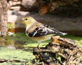 American Goldfinch