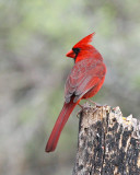 Coleto Creek Reservoir Bird Blinds
