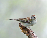 Chipping Sparrow