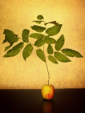 My Apple Tree
