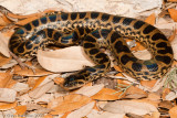 <i>Eunectes notaeus</i><br>captive