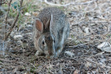 <b>Cottontail</b><br><i>Sylvilagus</i> sp.<br>South Llano River State Park