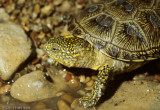 <i>Emys orbicularis</i><br><b>European Pond Turtle</b>