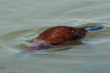 Ruddy Duck