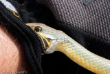 <i>Coluber constrictor flaviventris</i><br>Eastern Yellow-bellied Racer