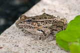 <i>Lithobates berlandieri</i><br>Rio Grande Leopard Frog
