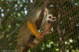 <b>Black-capped Squirrel Monkey</b><br><i>Saimiri boliviensis</i>