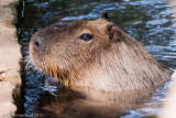 <b>Capybara</b><br><i>Hydrochoerus hydrochaeris</i>