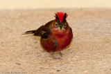 Red-crested Finch<br>San Antonio Zoo