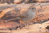 Rufous-crowned Sparrow<br>Pedernales Falls State Park<br>Johnson City, TX