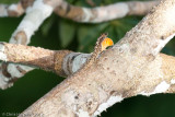 <i>Anolis</i> cf <i>ortoni</i><br>Amazonian Bark Anole