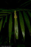 <i>Anolis punctatus</i><br>Amazonian Spotted Anole