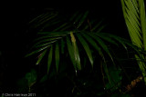 <i>Anolis punctatus</i><br>Amazonian Spotted Anole