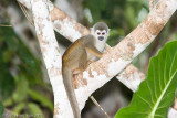 <b>Common Squirrel Monkey</b><br><i>Saimiri sciureus</i>