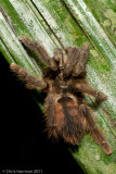 <i>Tapinauchenius</i> species<br>Tree Tarantula