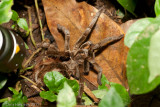 <i>Megaphobema velvetosoma</i></br>Ecuadorian Brown Velvet Tarantula