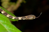 <i>Dipsas indica</i></br><b>Neotropical Snail-eater</b>