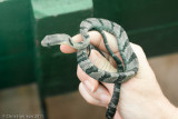 <i>Pseustes sulphureus</i><br>Amazon Puffing Snake