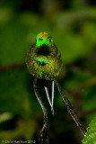 Green Thorntail