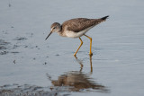 Lesser Yellowlegs