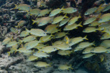 French Grunt</br><i>Haemulon flavolineatum<i>