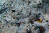 Damselfish