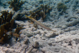 Western Atlantic Trumpetfish</br><i>Aulostomus maculatus</i>