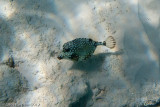 Smooth Trunkfish</br><i>Lactophrys triqueter</i>